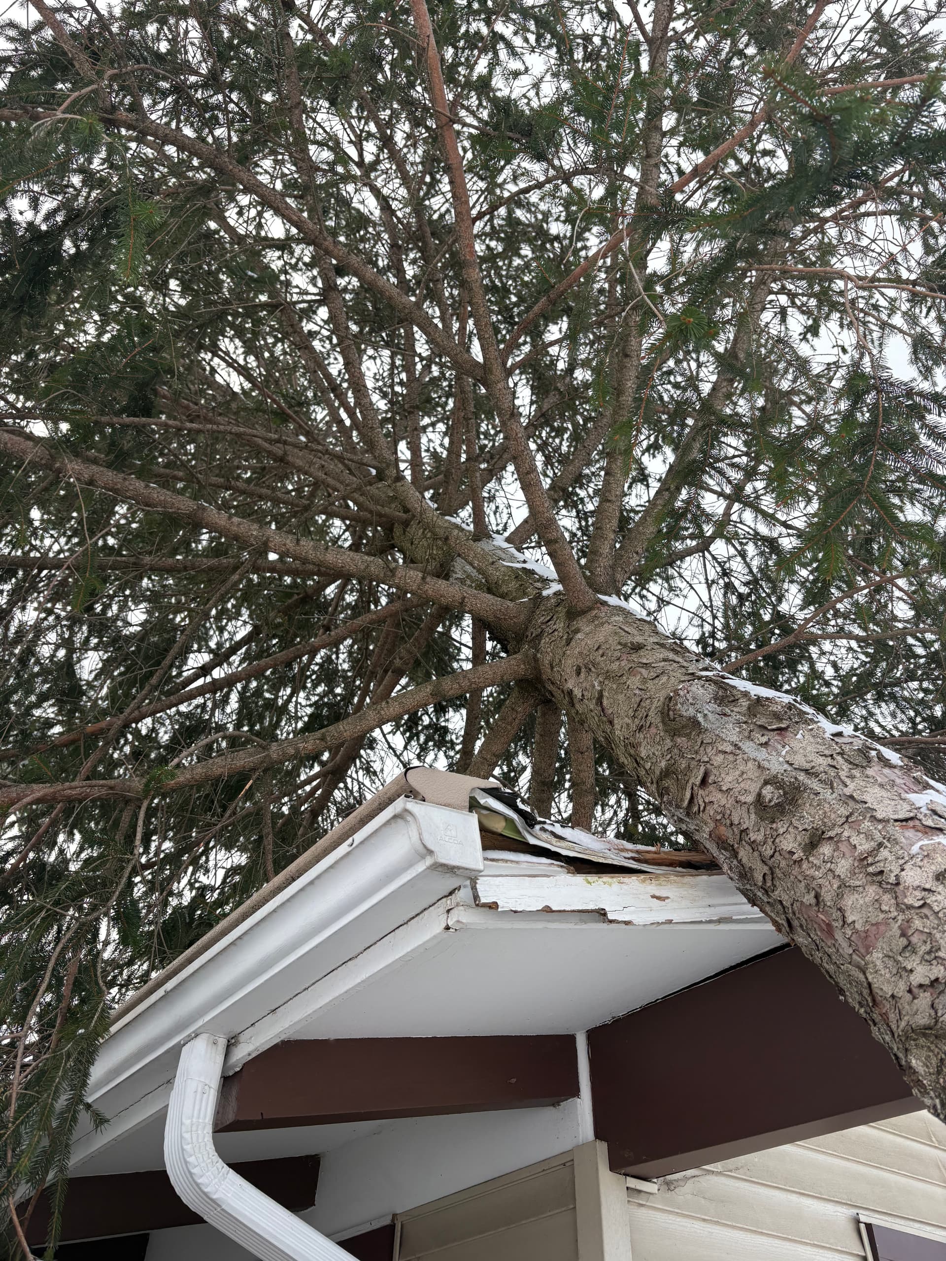 Gallery photos for Swift Response to Tree Damage: Image #1