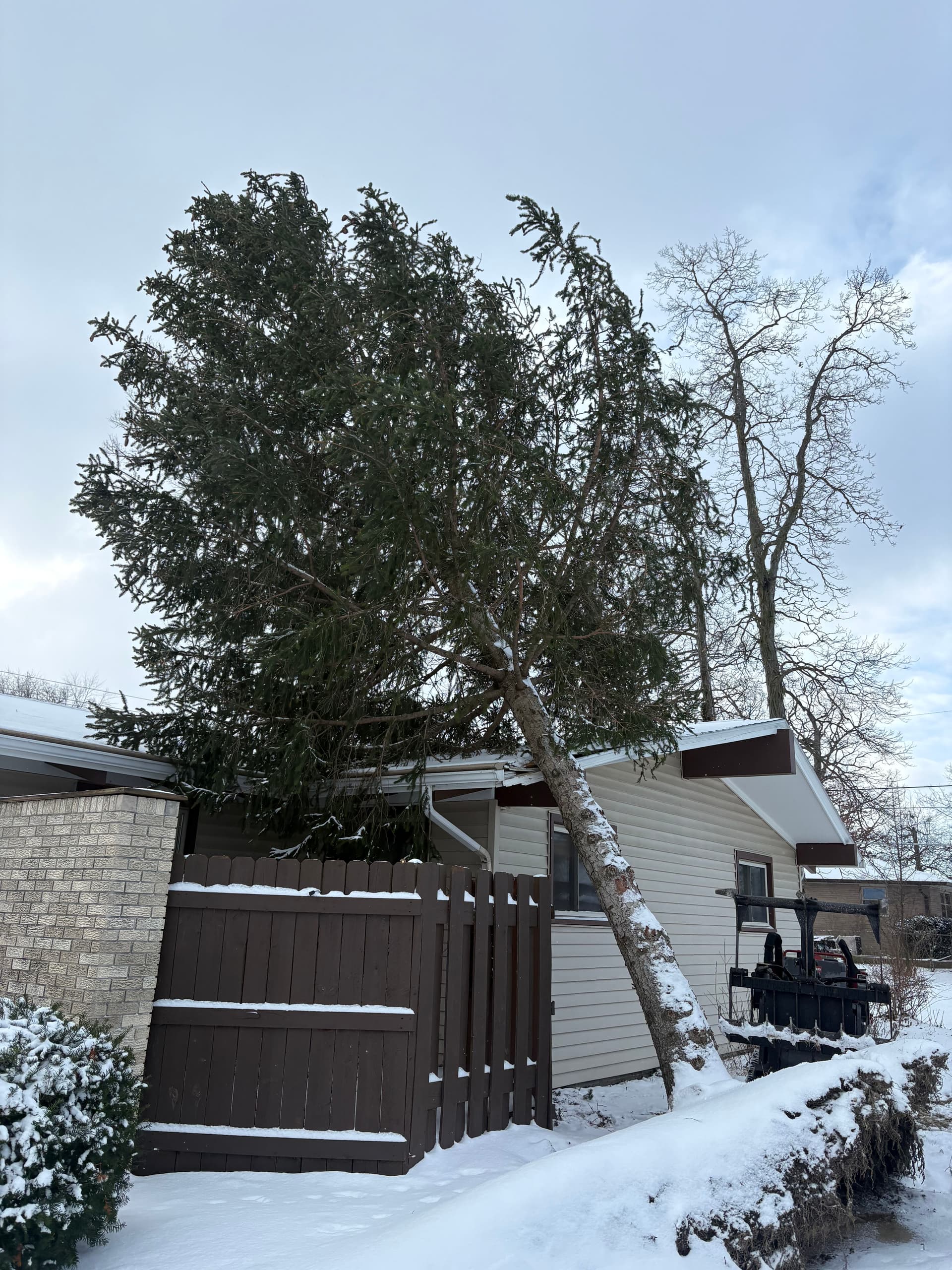 Swift Response to Tree Damage image