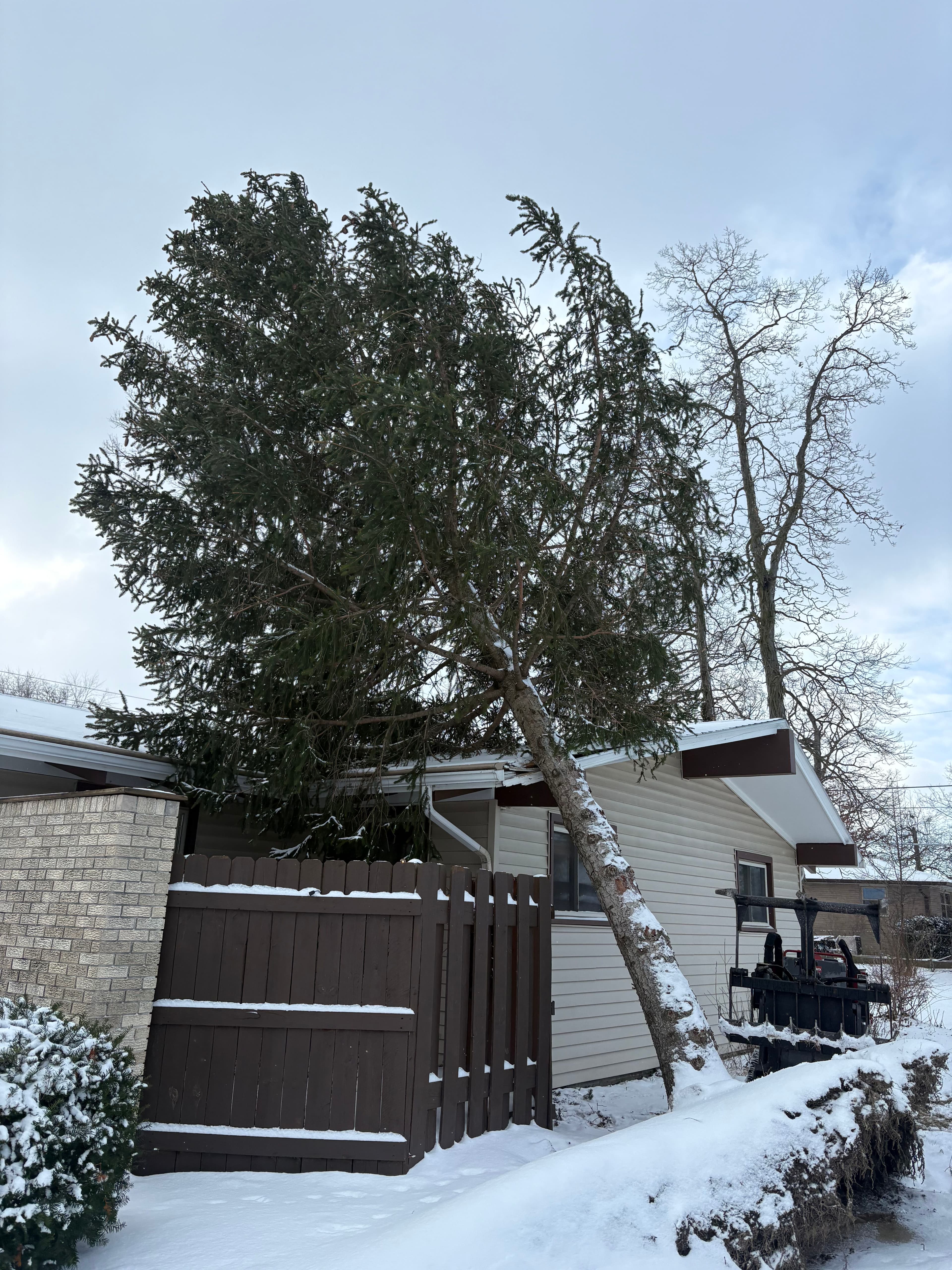 Project Swift Response to Tree Damage image